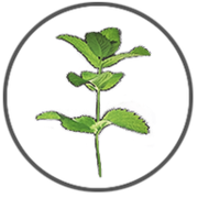 Dental checkup Goring Peppermint Dental BISU